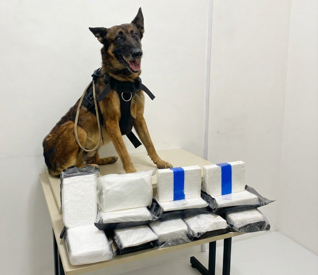 Cão policial localiza mais de 8 kg de cocaína em imóvel na Bahia