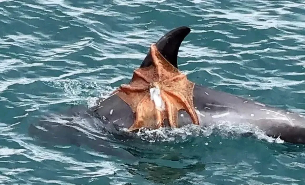 Golfinho-de-risso e polvo travam batalha impressionante na costa da Inglaterra Golfinho-de-risso e polvo travam batalha impressionante na costa da Inglaterra