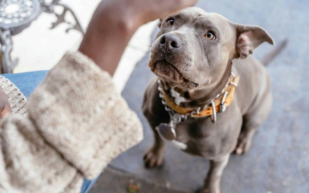 IA Decifra Latidos Caninos e Revoluciona Entendimento da Comunicação Animal IA Decifra Latidos Caninos e Revoluciona Entendimento da Comunicação Animal