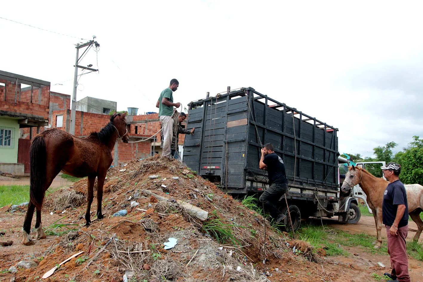 Macaé intensifica recolhimento de cavalos nas ruas para segurança e bem-estar